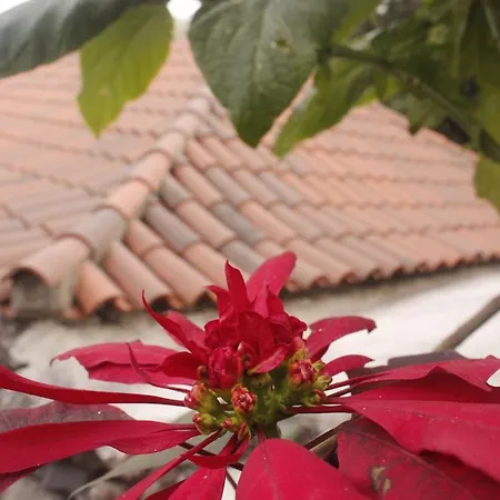 Casa Ciruelo *